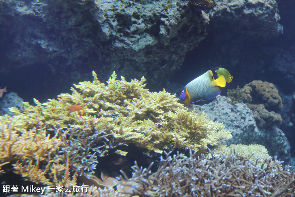 跟著 Mikey 一家去旅行 - 【 沖繩 】 美ら海水族館 - 珊瑚礁之旅