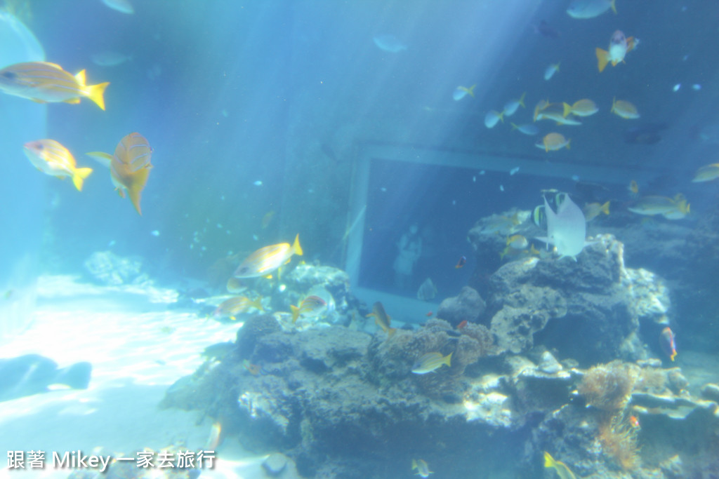 跟著 Mikey 一家去旅行 - 【 沖繩 】 美ら海水族館 - 珊瑚礁之旅