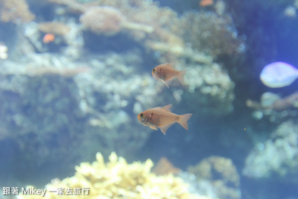 跟著 Mikey 一家去旅行 - 【 沖繩 】 美ら海水族館 - 珊瑚礁之旅