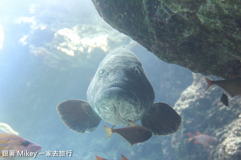 跟著 Mikey 一家去旅行 - 【 沖繩 】 美ら海水族館 - 珊瑚礁之旅