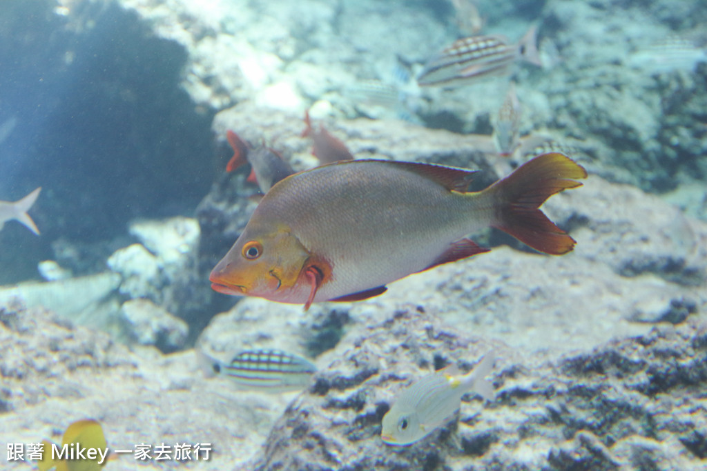 跟著 Mikey 一家去旅行 - 【 沖繩 】 美ら海水族館 - 珊瑚礁之旅