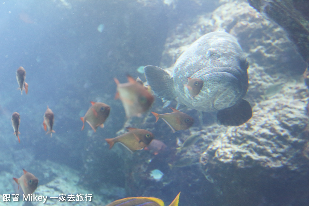 跟著 Mikey 一家去旅行 - 【 沖繩 】 美ら海水族館 - 珊瑚礁之旅