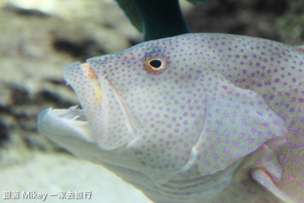 跟著 Mikey 一家去旅行 - 【 沖繩 】 美ら海水族館 - 珊瑚礁之旅