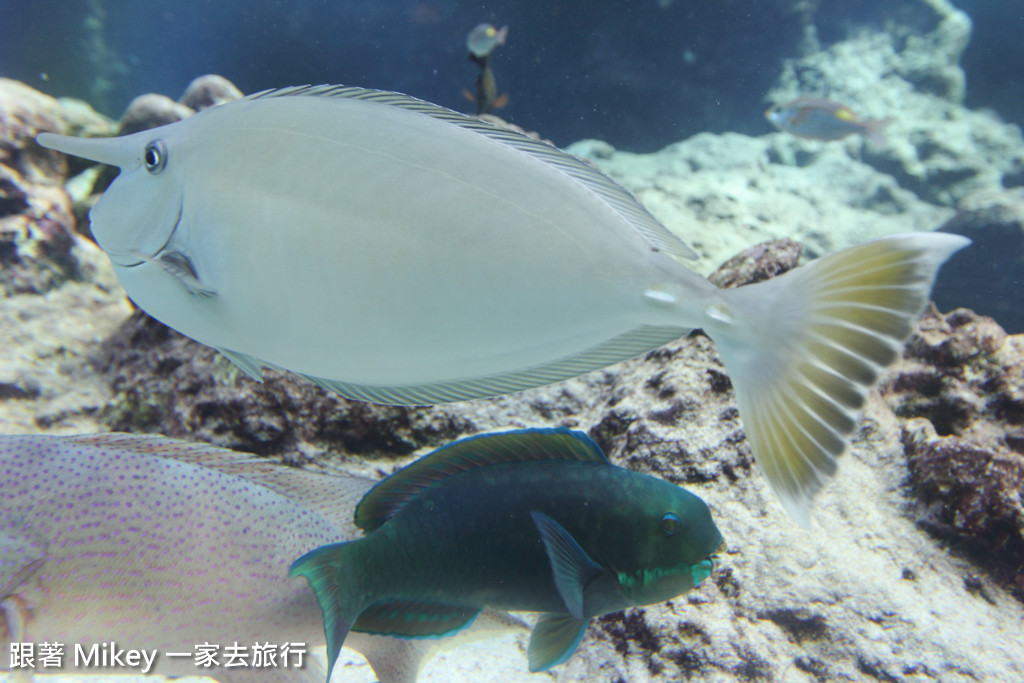 跟著 Mikey 一家去旅行 - 【 沖繩 】 美ら海水族館 - 珊瑚礁之旅