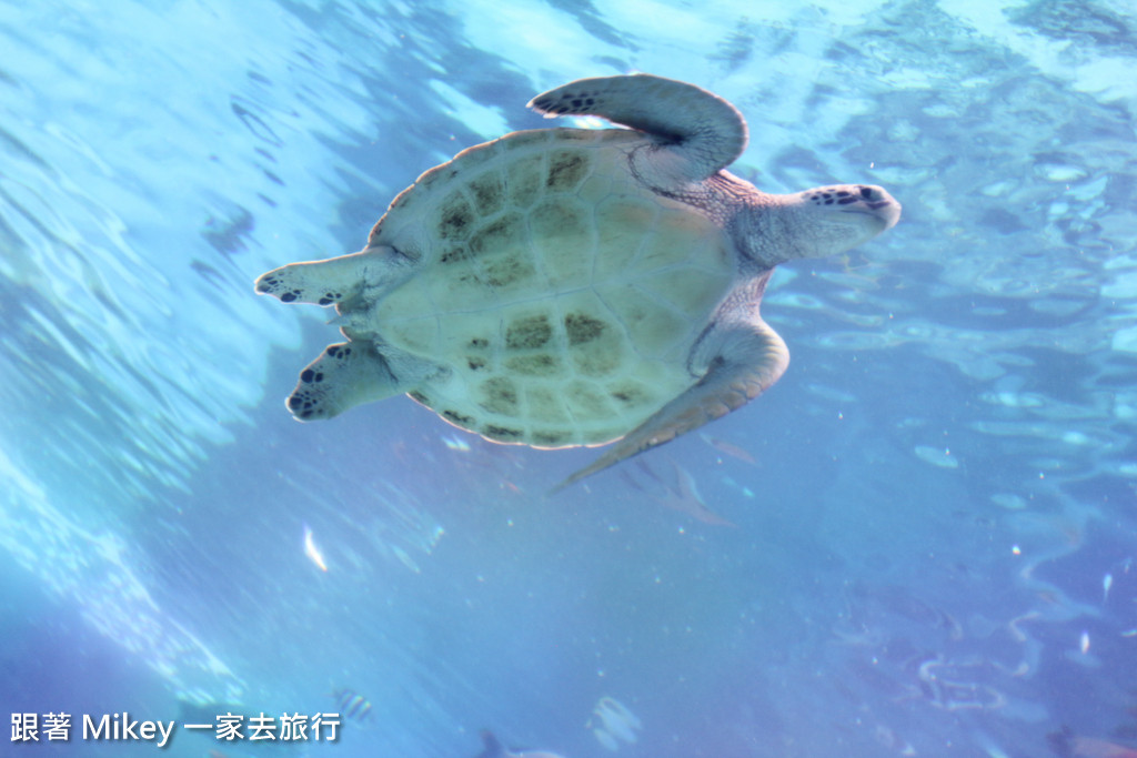 跟著 Mikey 一家去旅行 - 【 沖繩 】 美ら海水族館 - 珊瑚礁之旅