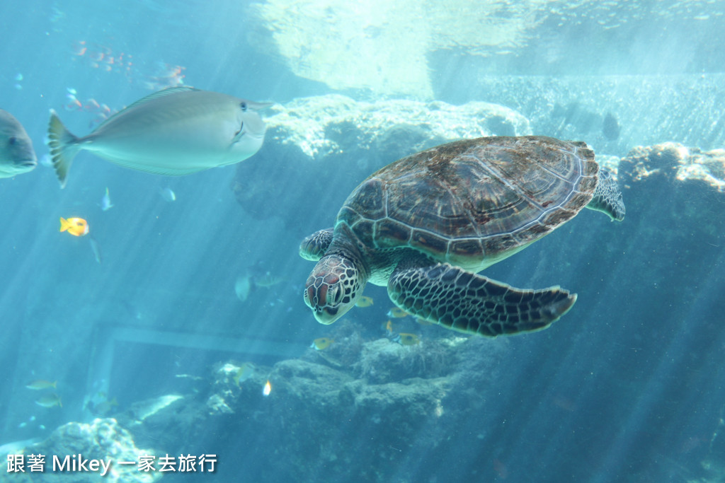 跟著 Mikey 一家去旅行 - 【 沖繩 】 美ら海水族館 - 珊瑚礁之旅