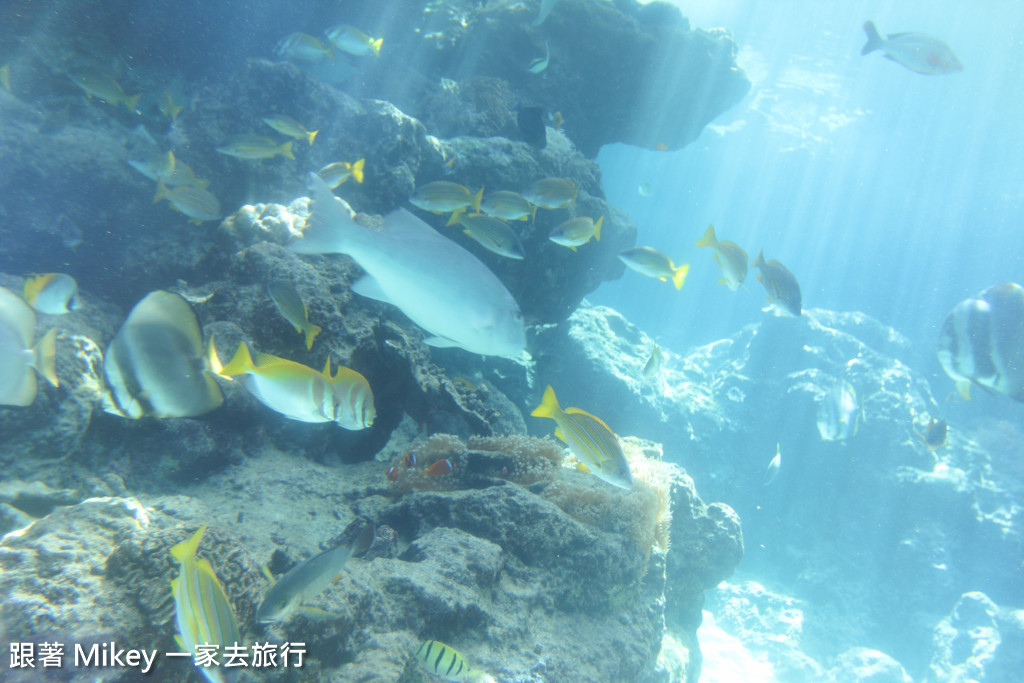 跟著 Mikey 一家去旅行 - 【 沖繩 】 美ら海水族館 - 珊瑚礁之旅