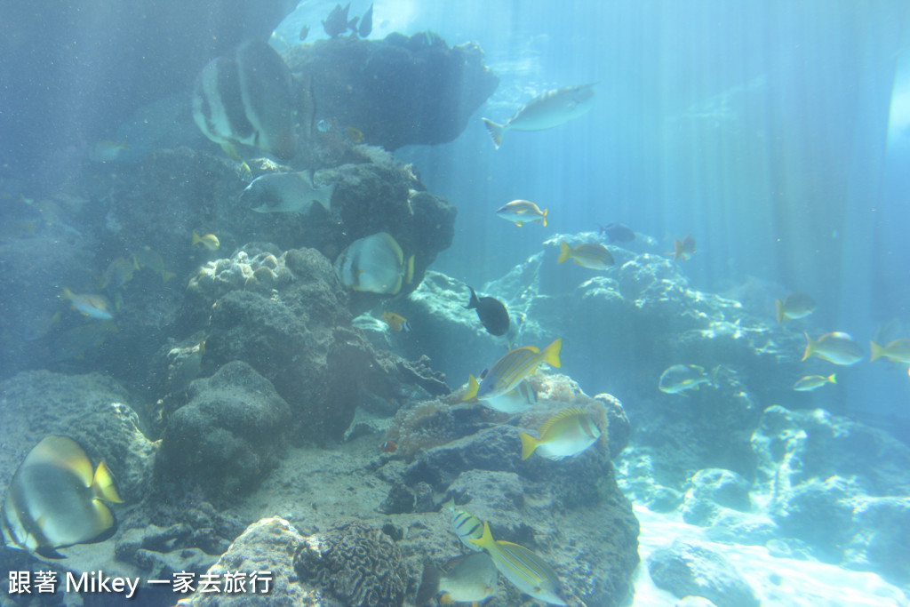 跟著 Mikey 一家去旅行 - 【 沖繩 】 美ら海水族館 - 珊瑚礁之旅