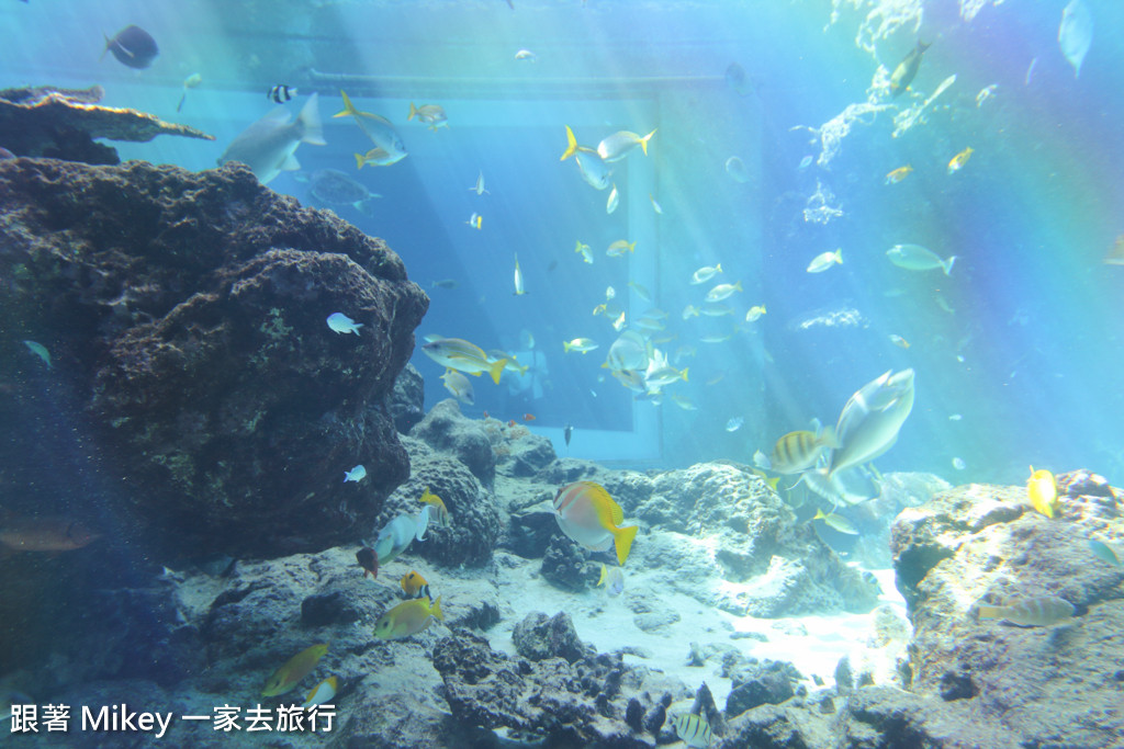 跟著 Mikey 一家去旅行 - 【 沖繩 】 美ら海水族館 - 珊瑚礁之旅