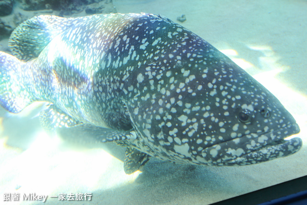 跟著 Mikey 一家去旅行 - 【 沖繩 】 美ら海水族館 - 珊瑚礁之旅