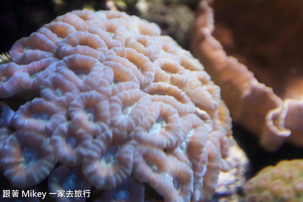 跟著 Mikey 一家去旅行 - 【 沖繩 】 美ら海水族館 - 珊瑚礁之旅