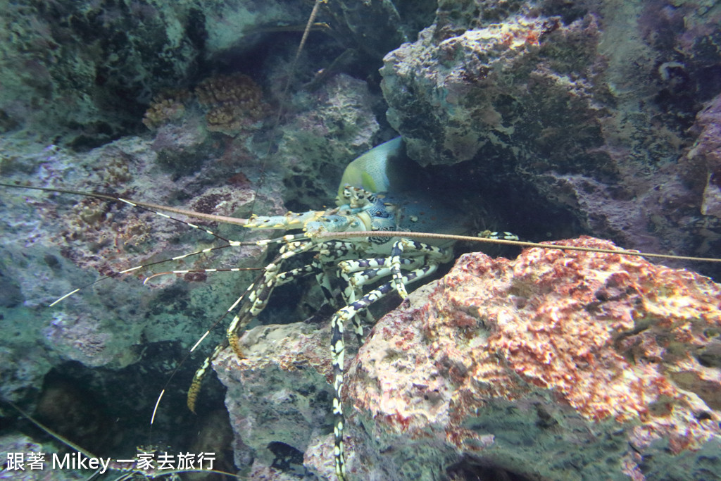 跟著 Mikey 一家去旅行 - 【 沖繩 】 美ら海水族館 - 珊瑚礁之旅