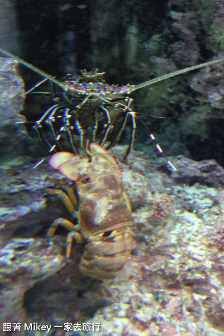 跟著 Mikey 一家去旅行 - 【 沖繩 】 美ら海水族館 - 珊瑚礁之旅