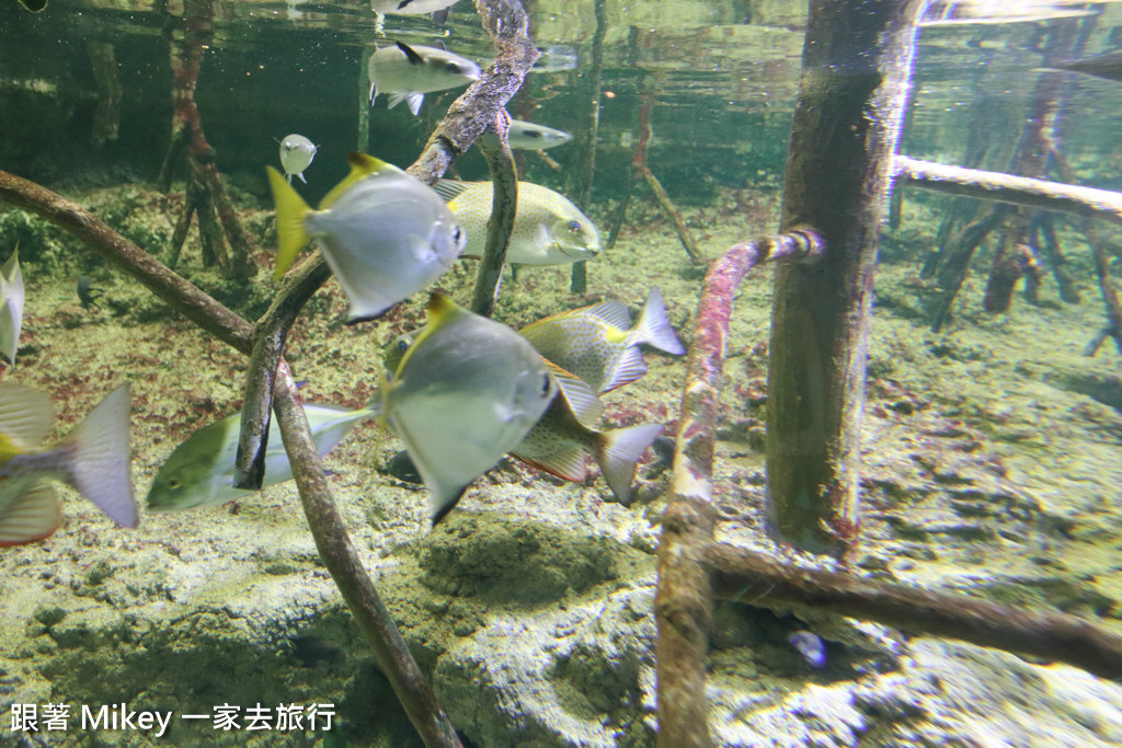 跟著 Mikey 一家去旅行 - 【 沖繩 】 美ら海水族館 - 珊瑚礁之旅