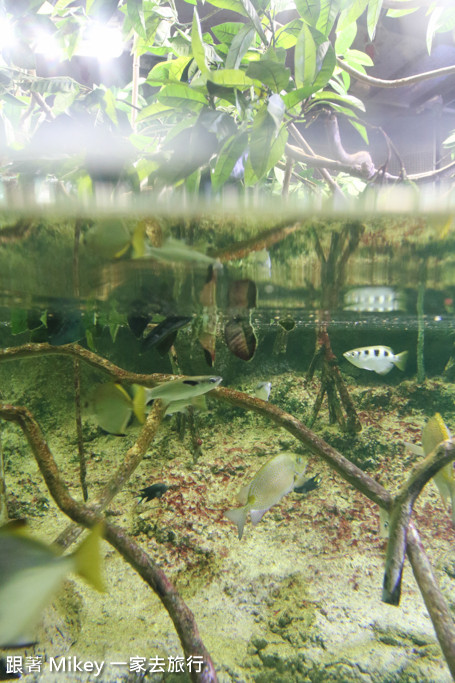 跟著 Mikey 一家去旅行 - 【 沖繩 】 美ら海水族館 - 珊瑚礁之旅