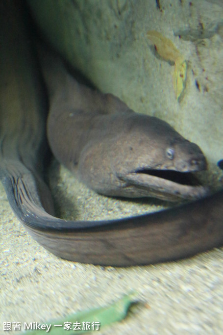 跟著 Mikey 一家去旅行 - 【 沖繩 】 美ら海水族館 - 珊瑚礁之旅