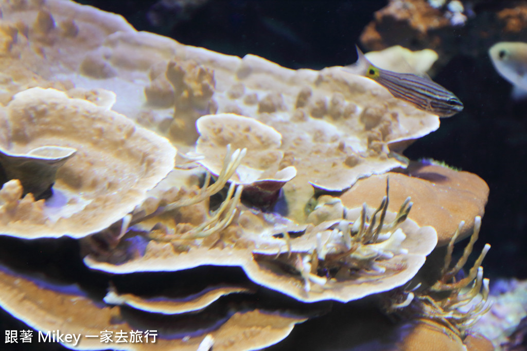 跟著 Mikey 一家去旅行 - 【 沖繩 】 美ら海水族館 - 珊瑚礁之旅