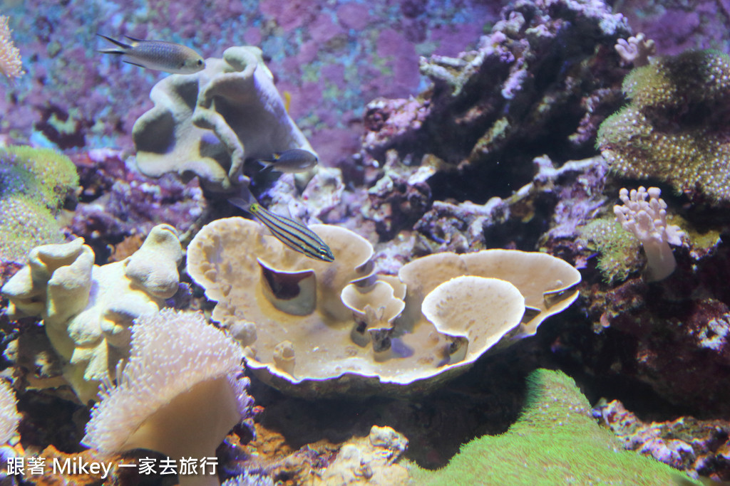 跟著 Mikey 一家去旅行 - 【 沖繩 】 美ら海水族館 - 珊瑚礁之旅