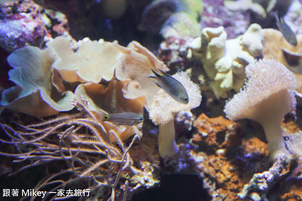 跟著 Mikey 一家去旅行 - 【 沖繩 】 美ら海水族館 - 珊瑚礁之旅