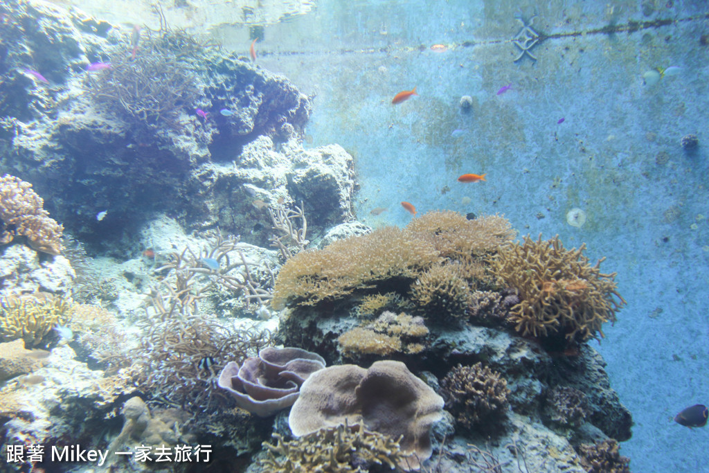 跟著 Mikey 一家去旅行 - 【 沖繩 】 美ら海水族館 - 珊瑚礁之旅