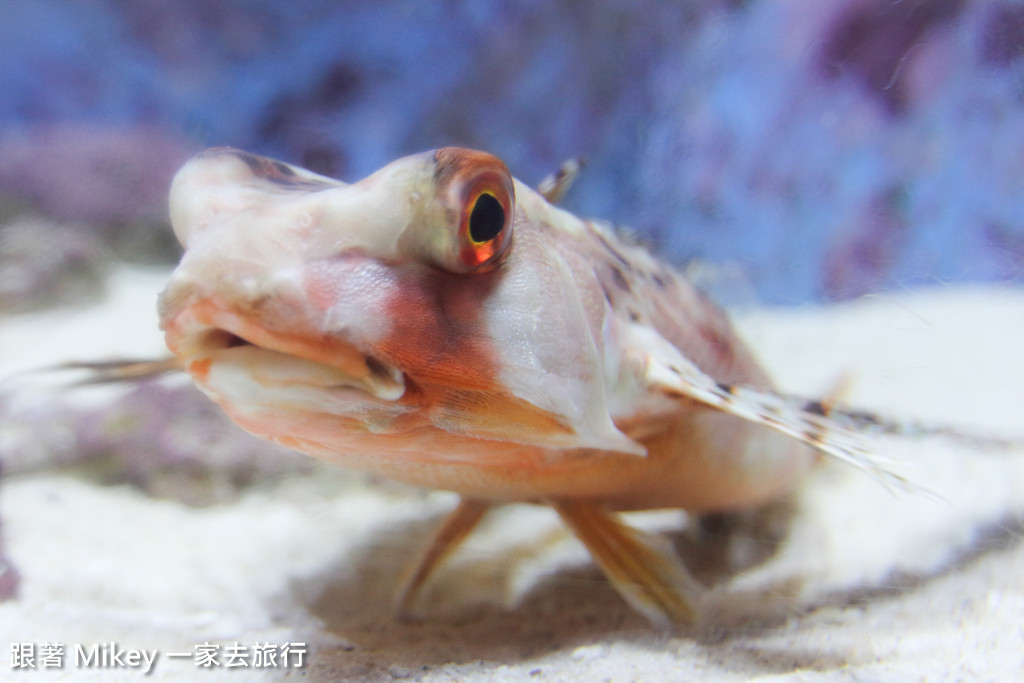 跟著 Mikey 一家去旅行 - 【 沖繩 】 美ら海水族館 - 深海探險區