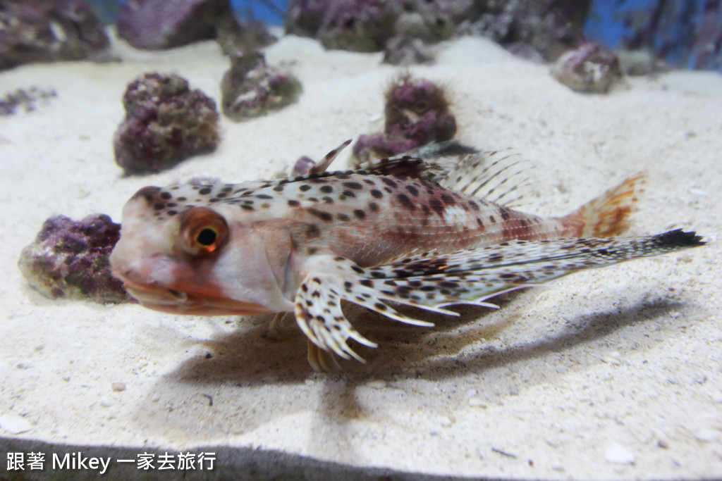 跟著 Mikey 一家去旅行 - 【 沖繩 】 美ら海水族館 - 深海探險區