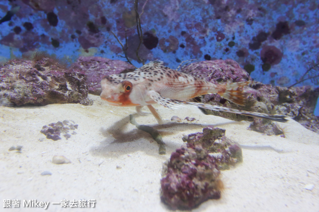 跟著 Mikey 一家去旅行 - 【 沖繩 】 美ら海水族館 - 深海探險區