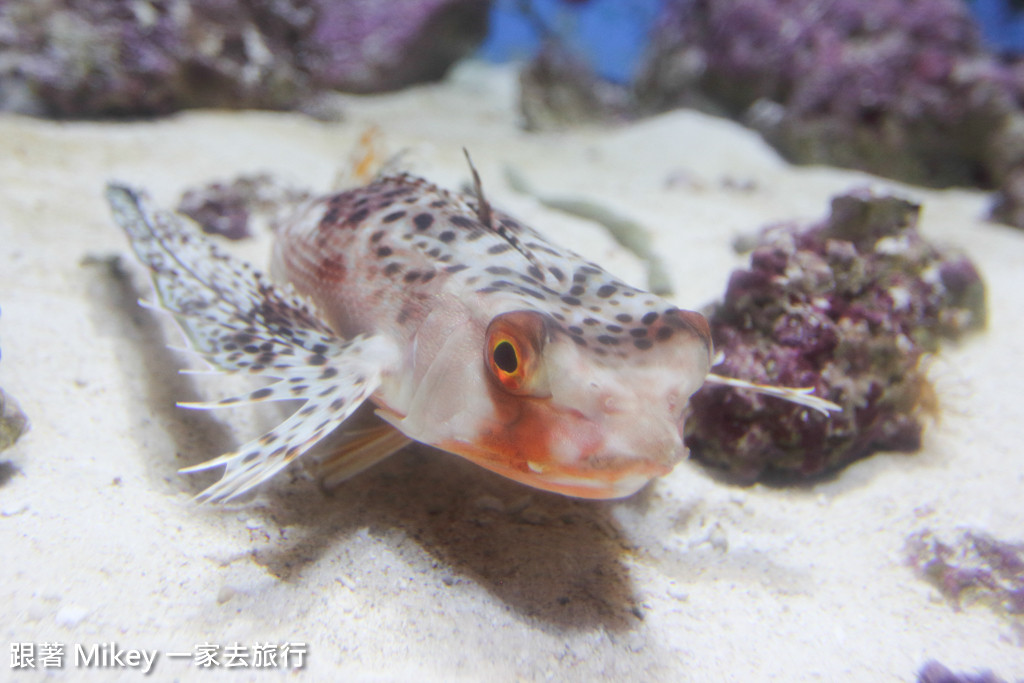 跟著 Mikey 一家去旅行 - 【 沖繩 】 美ら海水族館 - 深海探險區