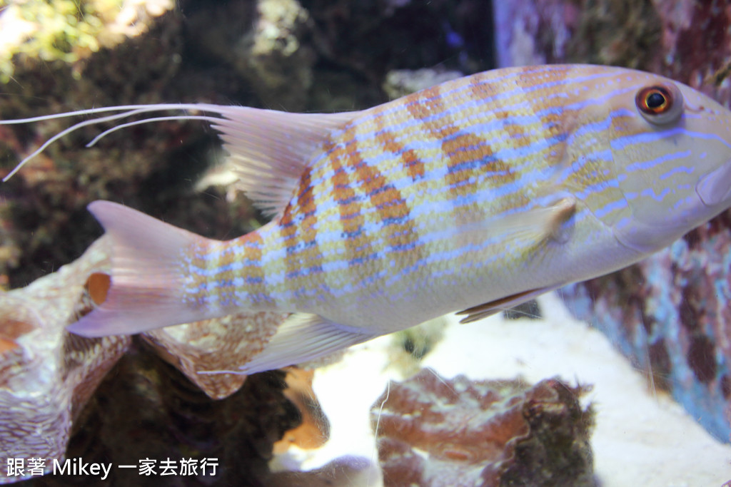 跟著 Mikey 一家去旅行 - 【 沖繩 】 美ら海水族館 - 深海探險區