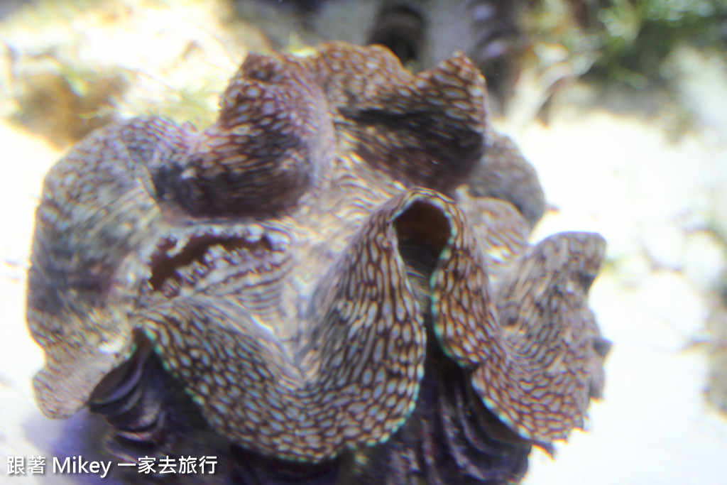 跟著 Mikey 一家去旅行 - 【 沖繩 】 美ら海水族館 - 深海探險區