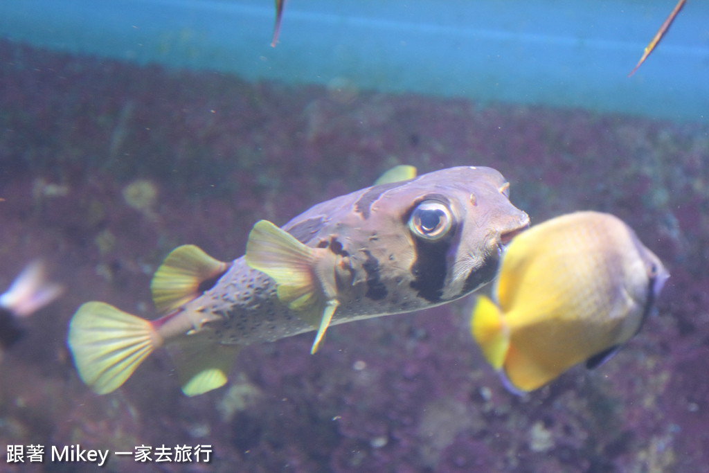 跟著 Mikey 一家去旅行 - 【 沖繩 】 美ら海水族館 - 深海探險區