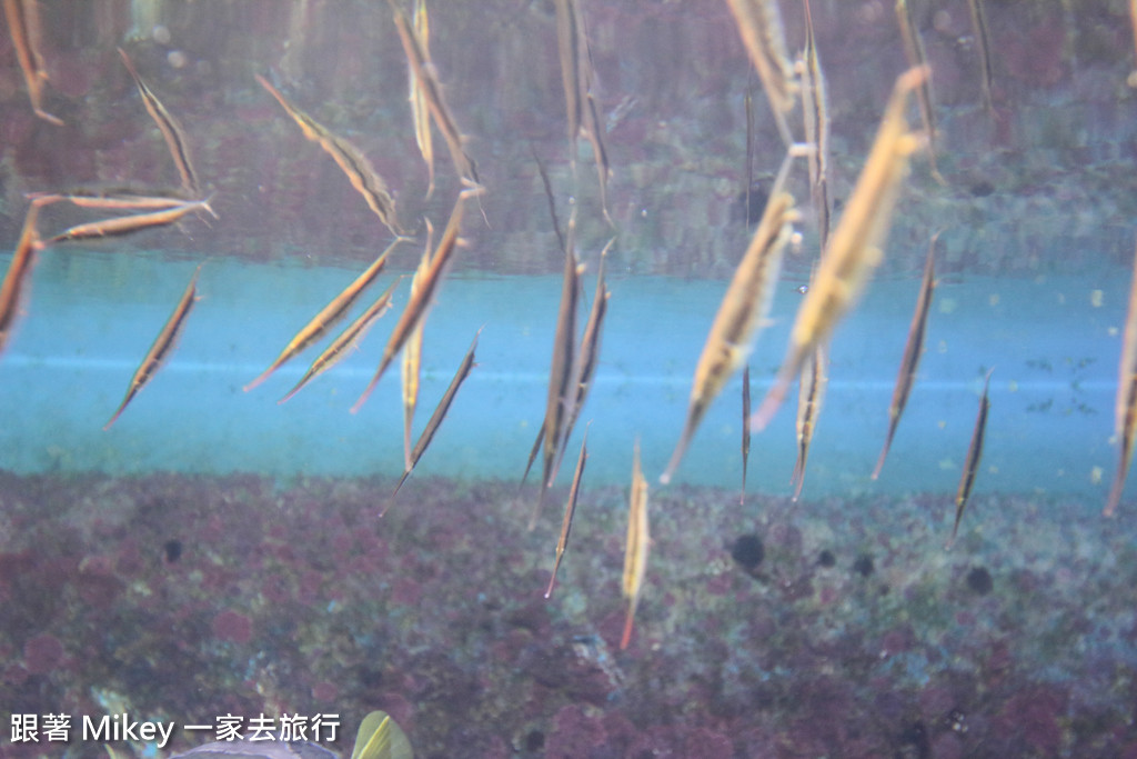 跟著 Mikey 一家去旅行 - 【 沖繩 】 美ら海水族館 - 深海探險區