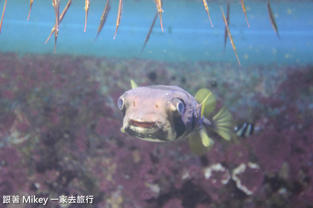 跟著 Mikey 一家去旅行 - 【 沖繩 】 美ら海水族館 - 深海探險區