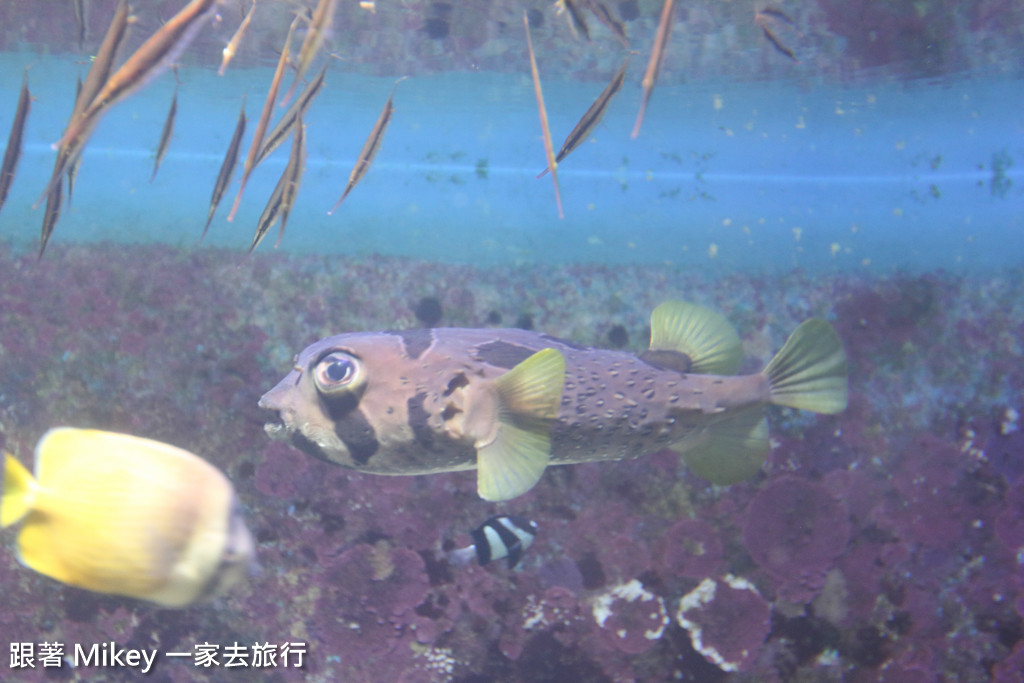 跟著 Mikey 一家去旅行 - 【 沖繩 】 美ら海水族館 - 深海探險區
