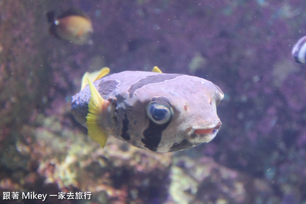 跟著 Mikey 一家去旅行 - 【 沖繩 】 美ら海水族館 - 深海探險區