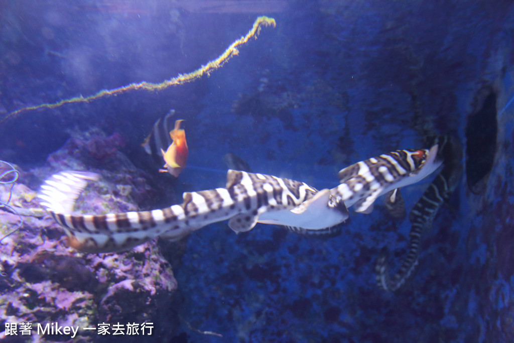 跟著 Mikey 一家去旅行 - 【 沖繩 】 美ら海水族館 - 深海探險區