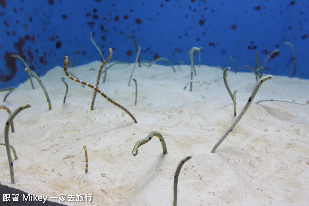 跟著 Mikey 一家去旅行 - 【 沖繩 】 美ら海水族館 - 深海探險區