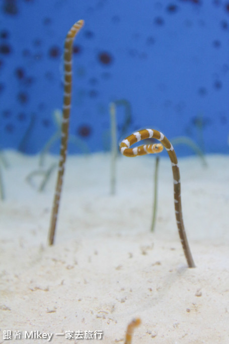 跟著 Mikey 一家去旅行 - 【 沖繩 】 美ら海水族館 - 深海探險區