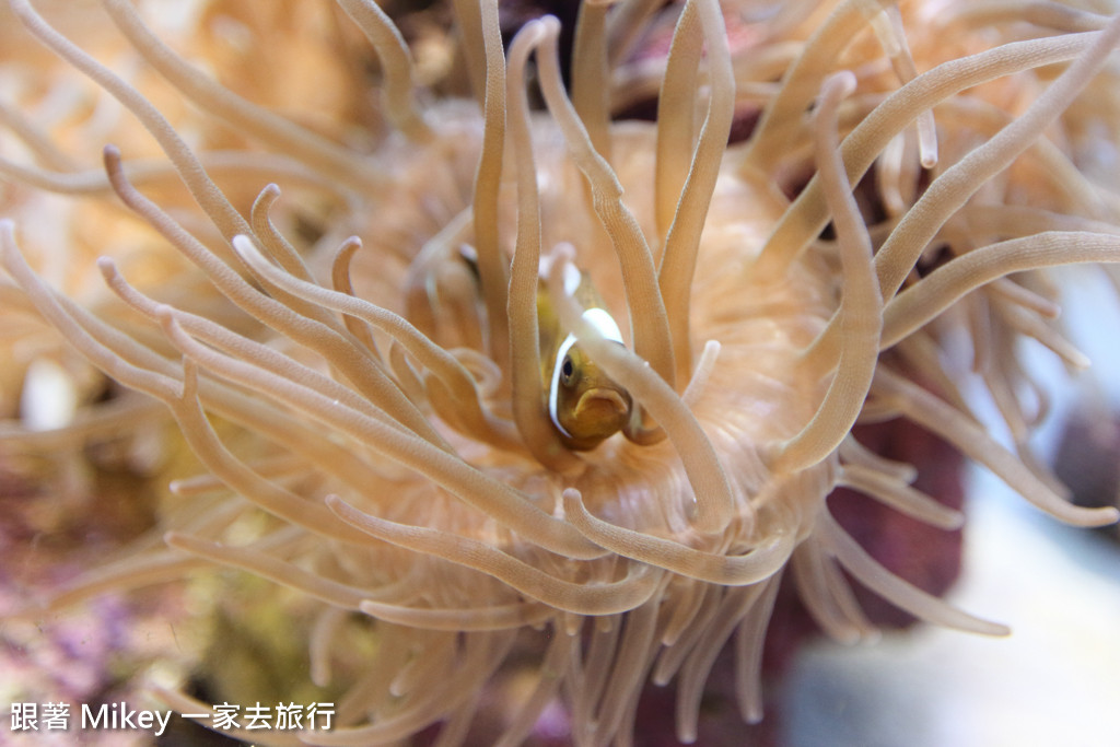 跟著 Mikey 一家去旅行 - 【 沖繩 】 美ら海水族館 - 深海探險區