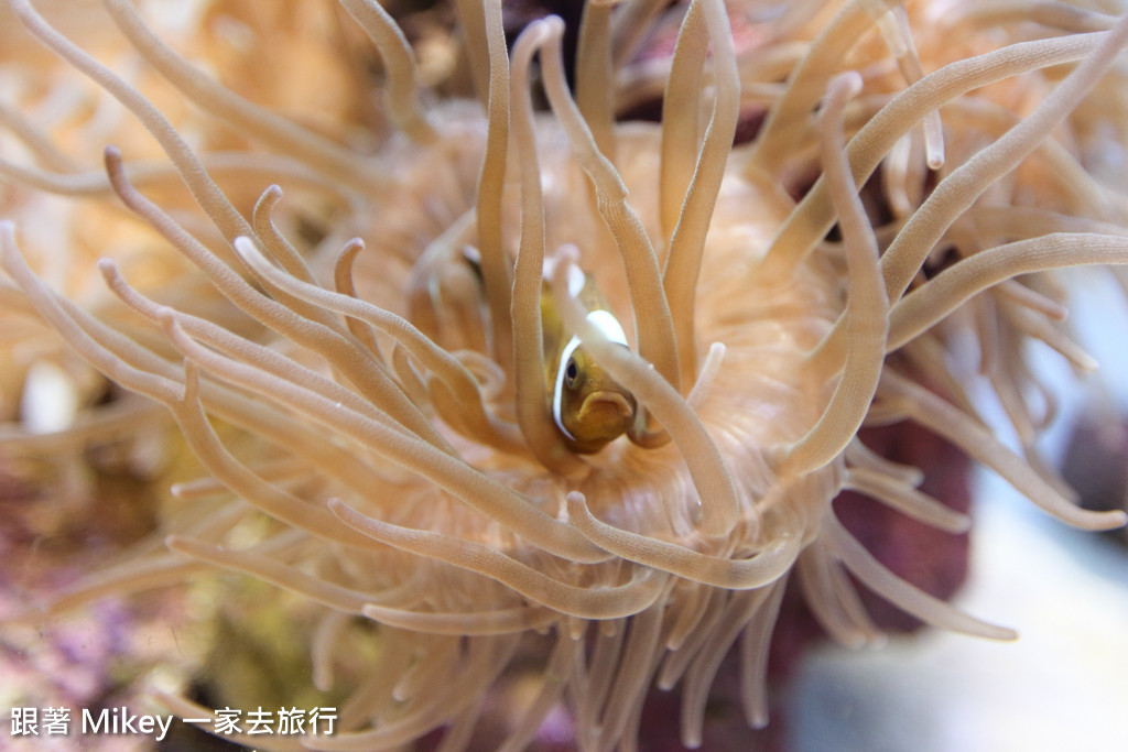 跟著 Mikey 一家去旅行 - 【 沖繩 】 美ら海水族館 - 深海探險區