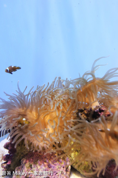 跟著 Mikey 一家去旅行 - 【 沖繩 】 美ら海水族館 - 深海探險區