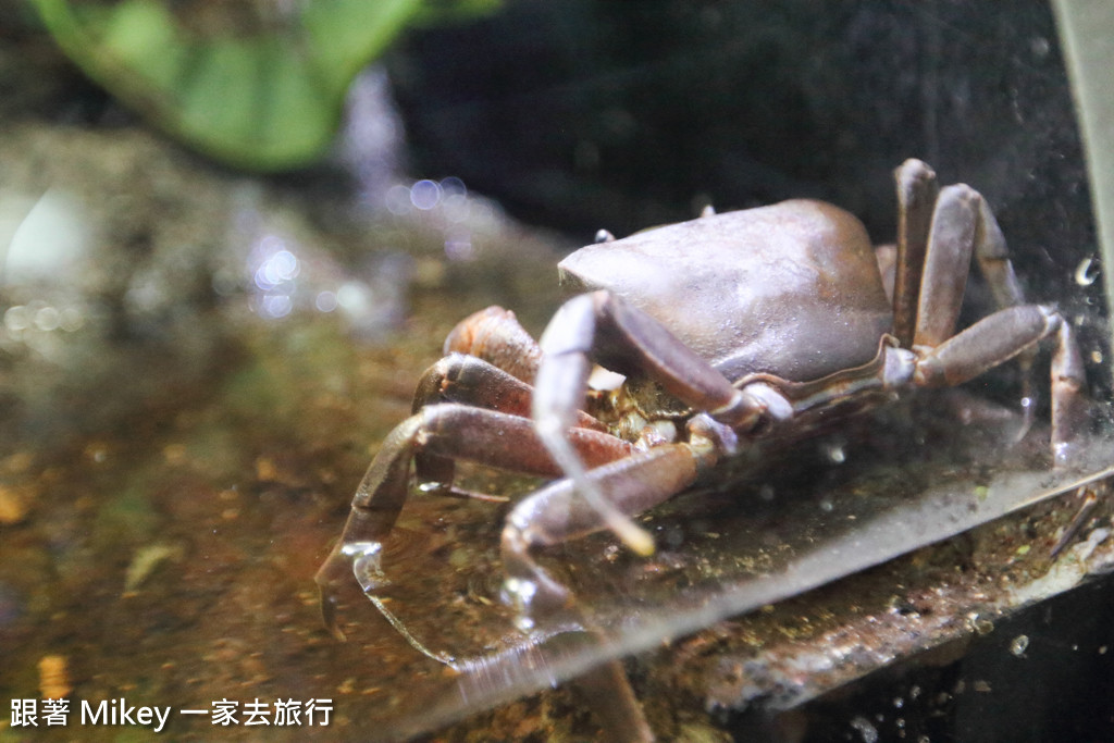 跟著 Mikey 一家去旅行 - 【 沖繩 】 美ら海水族館 - 深海探險區