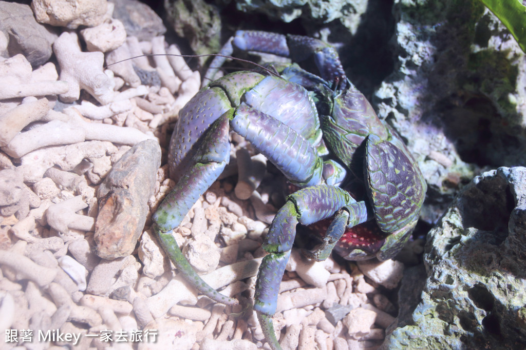 跟著 Mikey 一家去旅行 - 【 沖繩 】 美ら海水族館 - 深海探險區