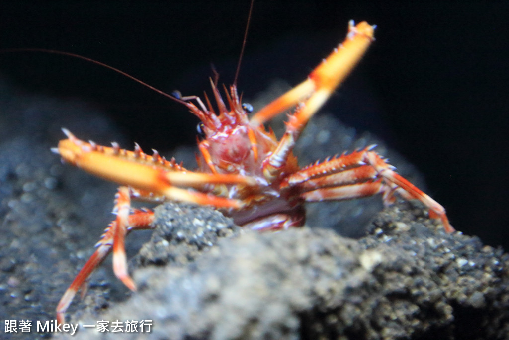 跟著 Mikey 一家去旅行 - 【 沖繩 】 美ら海水族館 - 深海探險區