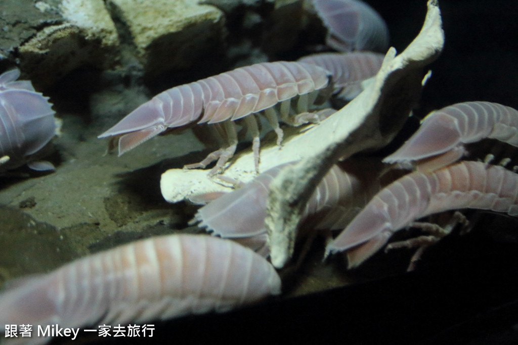 跟著 Mikey 一家去旅行 - 【 沖繩 】 美ら海水族館 - 深海探險區