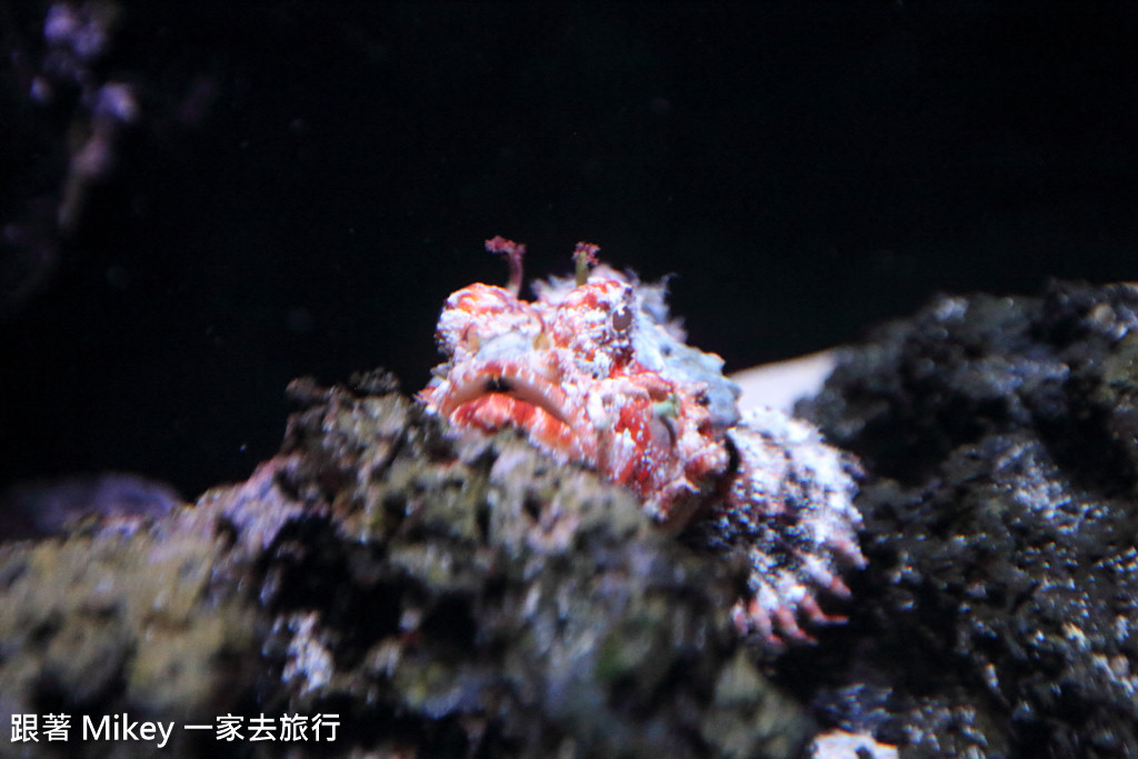 跟著 Mikey 一家去旅行 - 【 沖繩 】 美ら海水族館 - 深海探險區