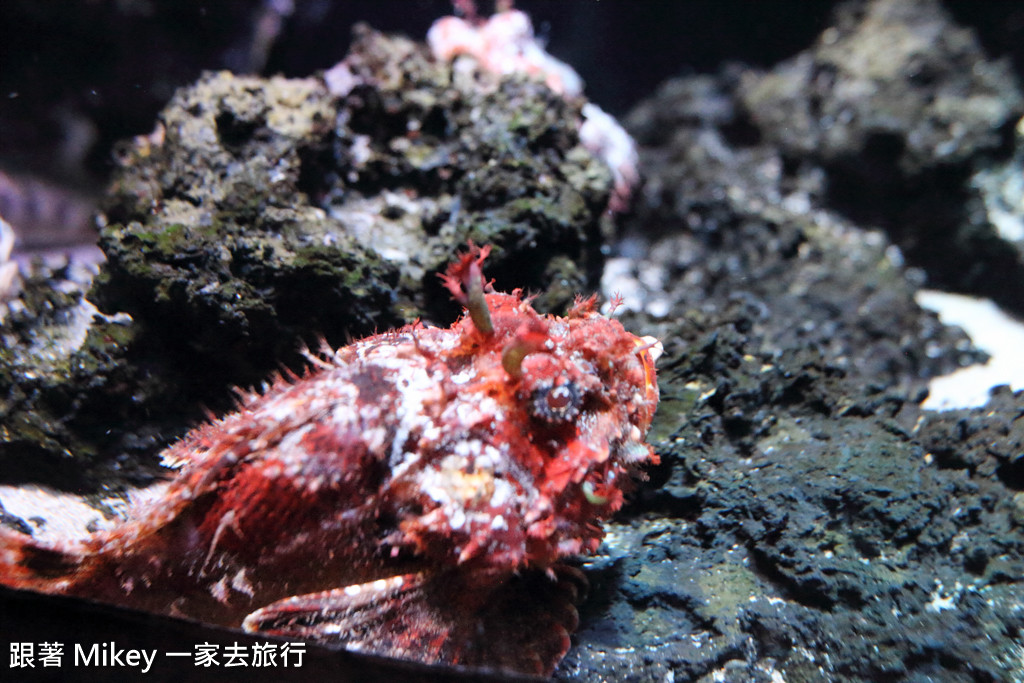 跟著 Mikey 一家去旅行 - 【 沖繩 】 美ら海水族館 - 深海探險區