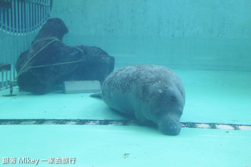 跟著 Mikey 一家去旅行 - 【 沖繩 】 美ら海水族館 - 海豚表演