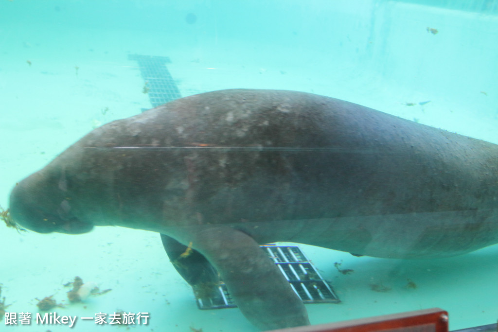 跟著 Mikey 一家去旅行 - 【 沖繩 】 美ら海水族館 - 海豚表演