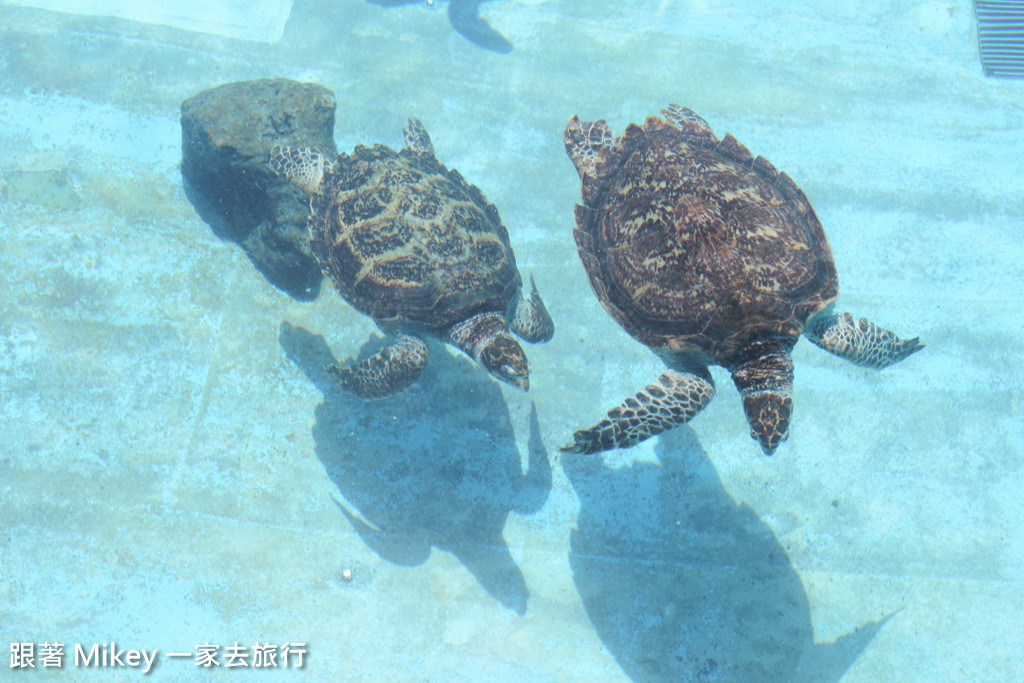 跟著 Mikey 一家去旅行 - 【 沖繩 】 美ら海水族館 - 海豚表演